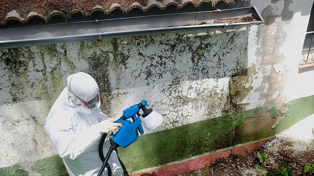 Top rated local Mold Inspection specialists in Rocky Ridge, MD